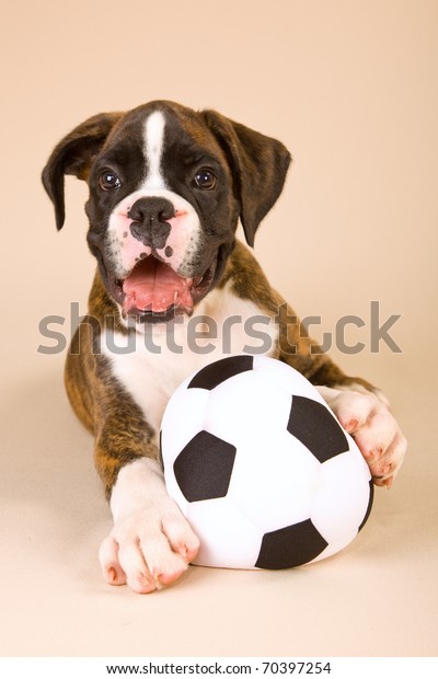 puppy soccer ball