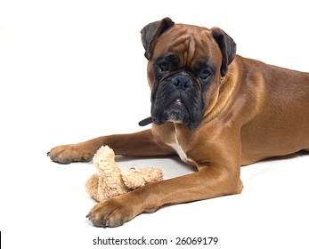 boxer dog teddy bear