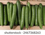 Boxes full of green cucumbers, close-up, top view. Advertising cucumbers in a store. Pattern of juicy delicious cucumbers. Natural food, diet food