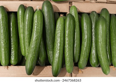 Boxes full of green cucumbers, close-up, top view. Advertising cucumbers in a store. Pattern of juicy delicious cucumbers. Natural food, diet food