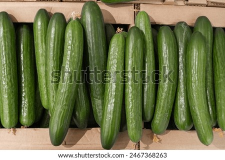 Boxes full of green cucumbers, close-up, top view. Advertising cucumbers in a store. Pattern of juicy delicious cucumbers. Natural food, diet food