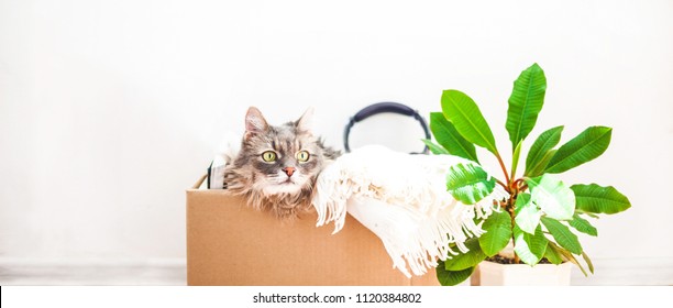 Boxes for moving with things, a cat in a box, a flower in a pot. Garage sale concept Copy space