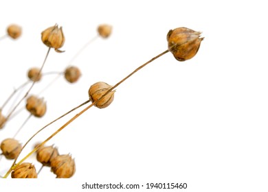 Boxes of ripe flax seeds isolated on a white background. Capsules of dry flax seed. Ripe dry flax plants before harvesting. Dry flax on a white background.