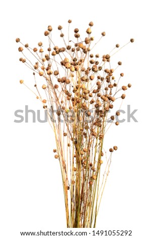 Boxes of ripe flax seeds isolated on a white background. Capsules of dry flax seed in sheaves. Ripe dry flax plants before harvesting. Dry flax on a white background.