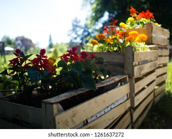 Boxes With Wildflowers Of Red, Yellow And Orange Bonanza Bolero On A Bright Sunny Day In The Field On The Farm.