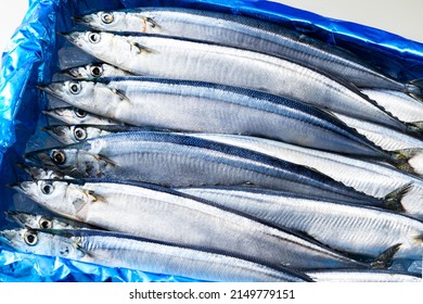 Boxing of fresh and delicious Pacific saury