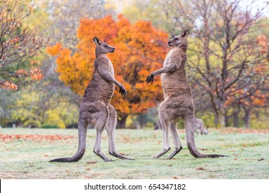Boxing Kangaroos 