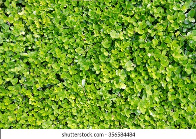 Boxwood