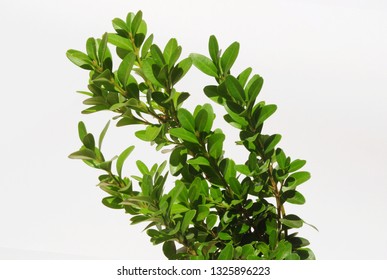 Boxwood Branch Isolated On White Background