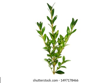 Boxwood Branch Isolated On White Background