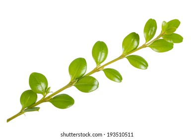 Boxwood Branch Isolated On White Background