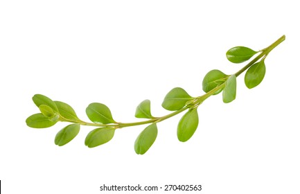 Boxwood Branch Isolated On White Background