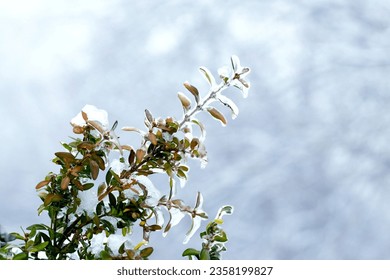 A boxwood bush covered with snow and ice with green leaves on a blurred background - Powered by Shutterstock