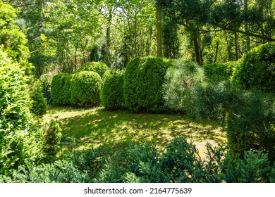 Boxwood bushes Buxus sempervirens or European box with bright glossy young green foliage in evergreen landscaped garden. Blurred green background. Close-up. Nature concept for design. Selective focus