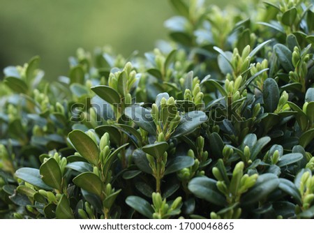Boxwood. Buxus sempervirens with green background. 