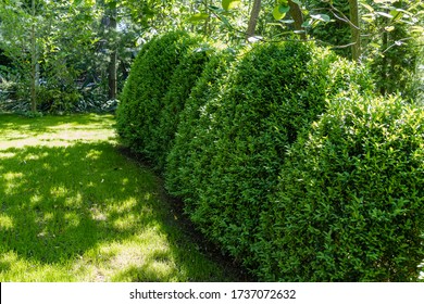 Boxwood European Box Boxwood Spring Garden Stock Photo 1737072632 ...