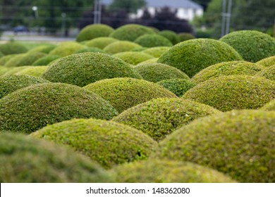  Boxwood  - Green garden balls in France,