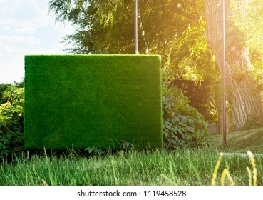 Boxwood Hedge Panel In The Park. Grass Rectangular Wall With Soft Lights