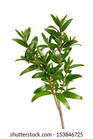 Boxwood Isolated On White