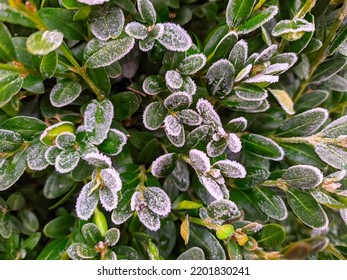 Boxwood Leaves Froze In The Frost