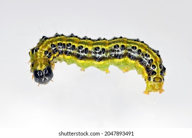 The boxwood moth caterpillar Cydalima perspectalis