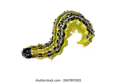 The boxwood moth caterpillar Cydalima perspectalis. Isolated
