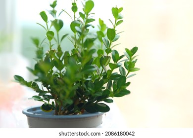 Boxwood on the window. Indoor plant close-up. Detail of boxwood leaves. Young boxwood in a pot.