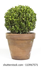 Boxwood Plant