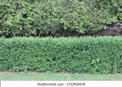 Boxwood Plant Boxwood Hedge Wall With Evergreen Trees Background