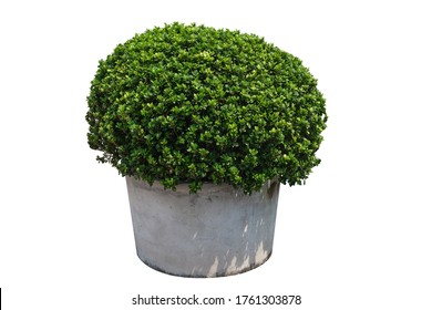  Boxwood Plant Potted In Cement Tub Isolated On White Background With Clipping Paths,Topiary Plants Ornamental Garden. 
