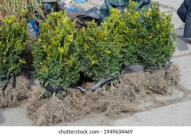 Boxwood seedlings with bare roots. Small trees with roots covered with earth. Sale of seedlings and seeds. Spring gardening fair