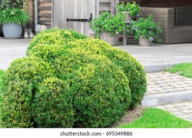 Boxwood shrub - Buxus Sempervirens