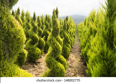  boxwood shrubs in a  nursery in mountains, Greece