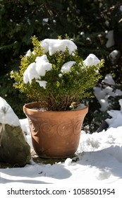 Boxwood in the terracotta pot in the winter with snow