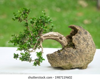 Boxwood Tree Bonsai In Creativ Pot On Table