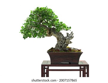 Boxwood Tree Bonsai In Pot On Small Wooden Table On White Background