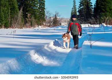 Boy (10 Years Old) Walks With Dog. Child Walks Along Snow-covered Road With Red Siberian Husky On Background Forest And Blue Sky. Winter Forest In Sunny Frosty Day.