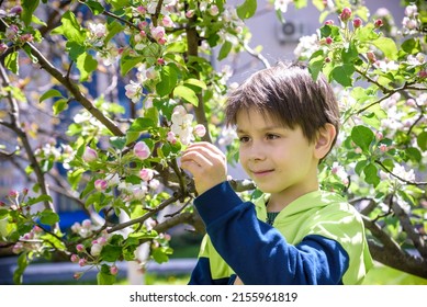 The Boy At The Apple Blossom In The Spring Garden.