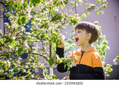 The Boy At The Apple Blossom In The Spring Garden.