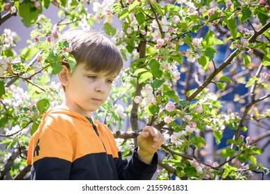 The Boy At The Apple Blossom In The Spring Garden.