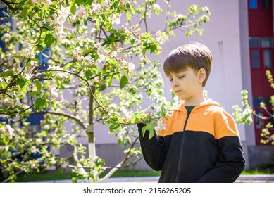 The Boy At The Apple Blossom In The Spring Garden.