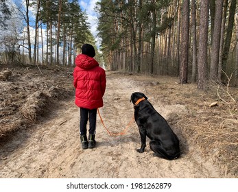 Boy With A Big Dog For A Walk In The Woods. A Teenager Walks With A Black Dog In The Park. The Child Keeps The Cane Corso On A Leash.