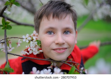 A Boy and Blossoming Cherry