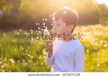 A boy blows up a dandelion in the sunset light. Summer flowers. a summer evening. evening sunset light . happy childhood. High quality photo