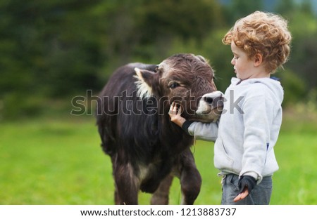 boy and calf on the field, curly ginger hair, brown bull, spring summer morning, a cow and a cowboy, herdsman, child and cattle mammal on a background mountain valley colors greenery, best friends.
