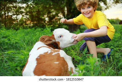 Junge und Kälber auf dem Feld.  Jungtier und Kuh. Curly Haar, brauner Stier, weißes, kaukasisches Gesicht, Frühlingsommer Morgen, grüner Hintergrund. 
Boy Farmer Rancher und Bull.