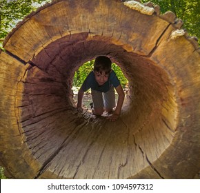 boy child joyfully creeping inside hollow tree trunk. Concept: Waldorf school