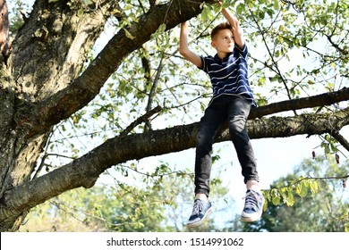 The Boy Climbed Out On A Tree. Child Safety. Childhood In The Village. Climb The Trees. Athletic Boy.