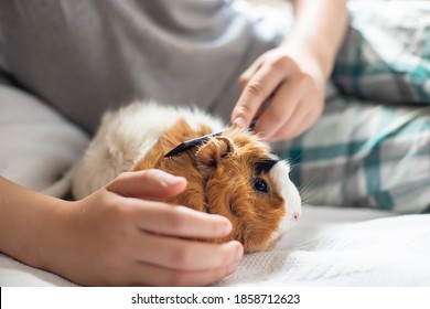 boy combs a guinea pig. Wool care pets. Long-necked rodent - Powered by Shutterstock