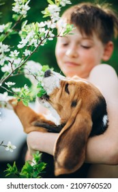 Boy and dog (beagle puppy) outdoor in blossom spring garden spending time together